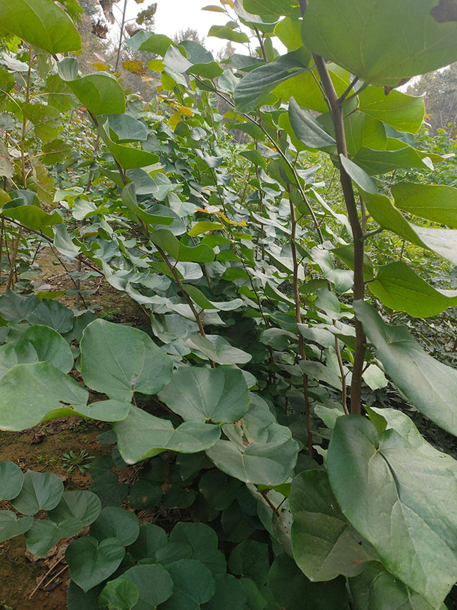 巨紫荊價(jià)格 巨紫荊價(jià)格