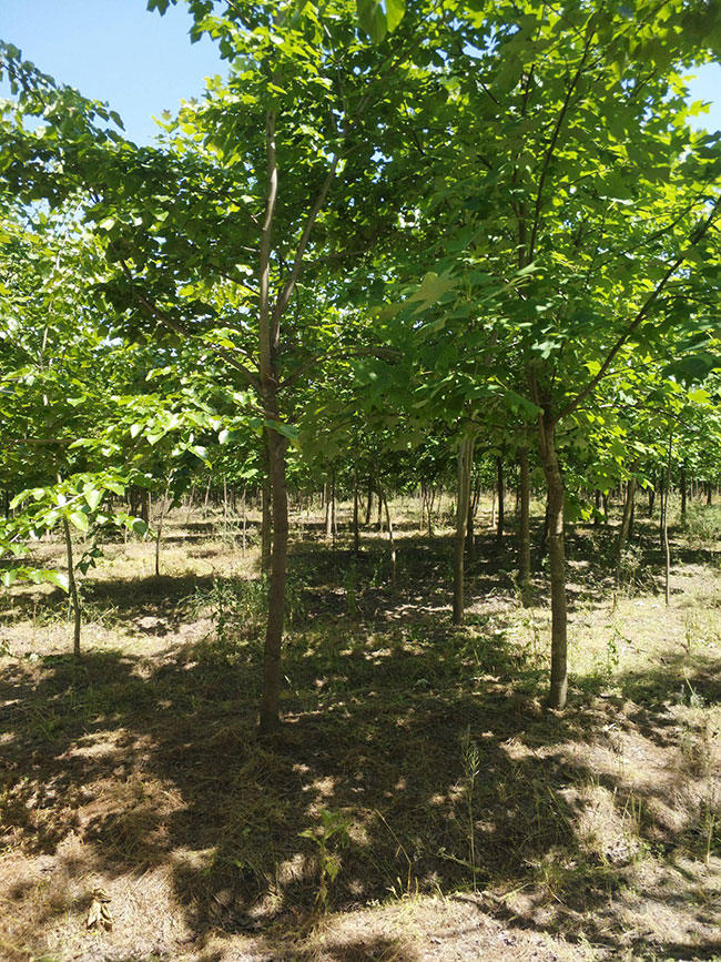 巨紫荊價(jià)格 巨紫荊價(jià)格