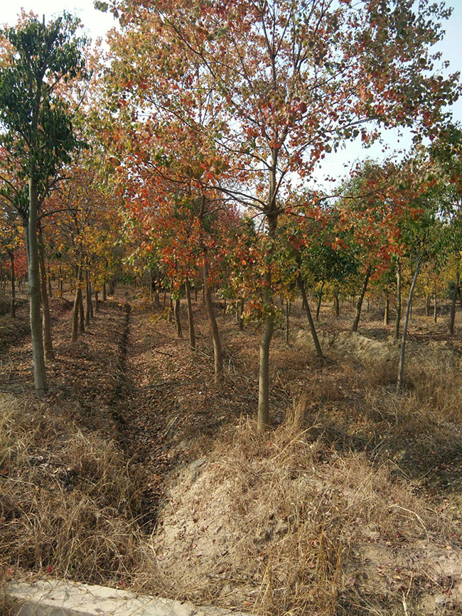 1590032076442788.jpg 烏桕樹怎么栽成活率高?現在種植烏桕樹苗有前景嗎?