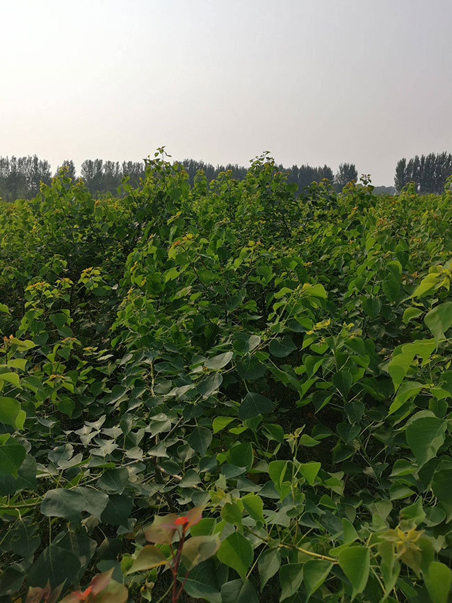 1590032075326392.jpg 烏桕樹怎么栽成活率高?現在種植烏桕樹苗有前景嗎?