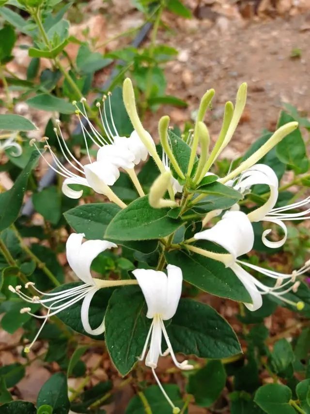 1673082539217211.jpg 微信圖片_20221104183611.jpg