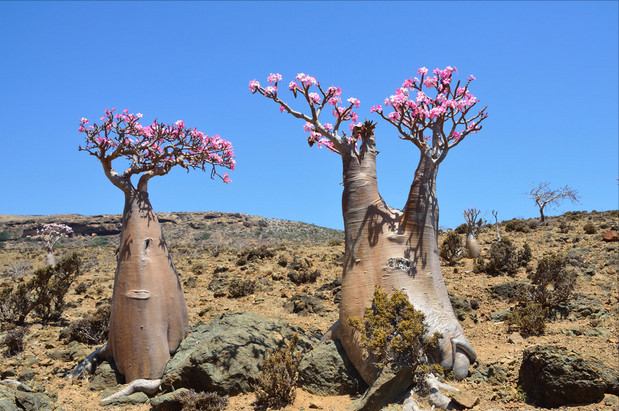 1673153186891930.png 沙漠玫瑰.png