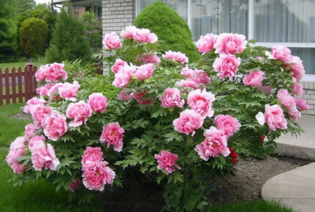 1673153200943074.jpg 牡丹.jpg