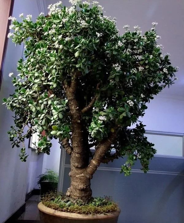 1673153213201097.jpg 玉樹.jpg