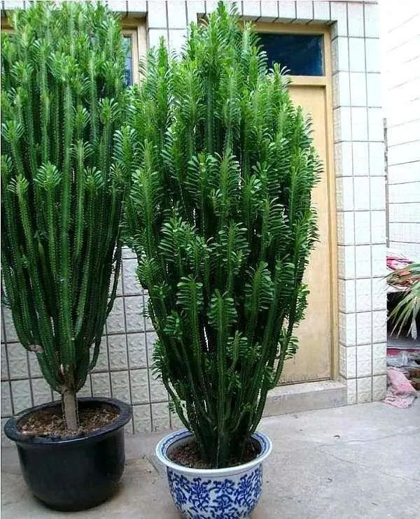 1673153228832278.jpg 龍骨.jpg