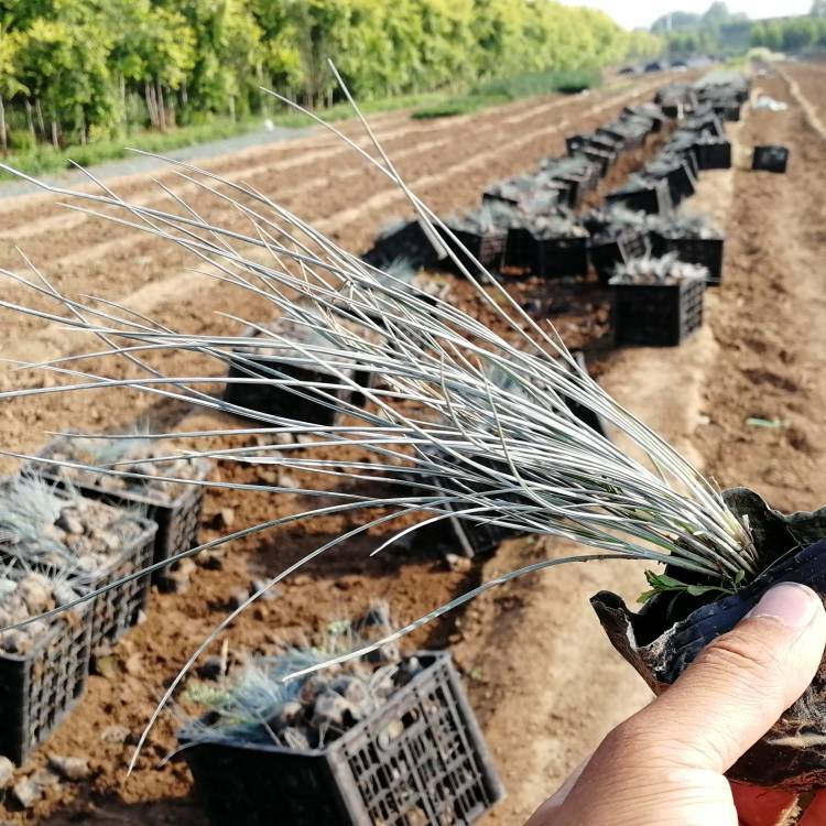 藍(lán)羊茅盆苗 藍(lán)羊茅盆苗