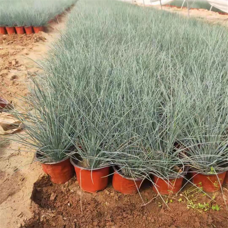 藍(lán)羊茅盆苗 藍(lán)羊茅盆苗