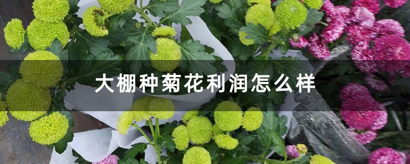 大棚種菊花利潤怎么樣 大棚種菊花利潤怎么樣