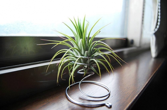 超好養活的植物 超好養活的植物