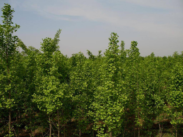 銀杏樹價格多少錢一棵 銀杏樹價格多少錢一棵