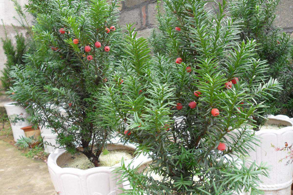 紅豆杉盆栽 紅豆杉盆栽