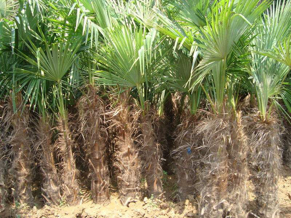 棕櫚樹(shù) 棕櫚樹(shù)