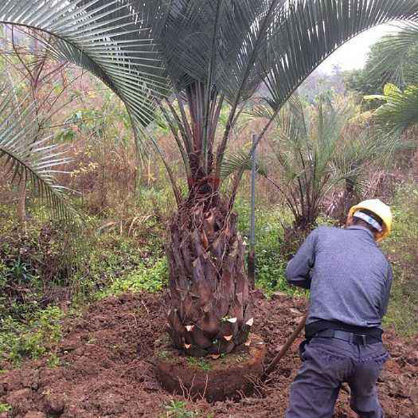 棕櫚樹(shù) 棕櫚樹(shù)