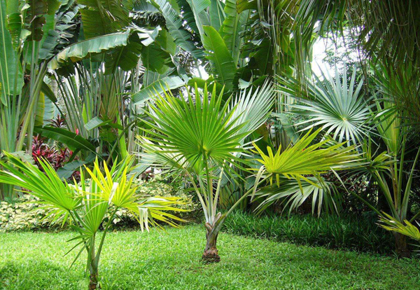 棕櫚樹(shù) 棕櫚樹(shù)