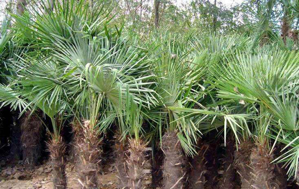 棕櫚樹(shù) 棕櫚樹(shù)