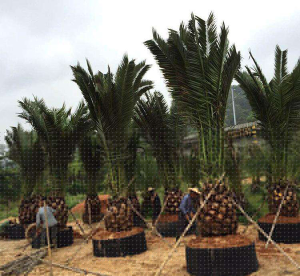 棕櫚樹(shù) 棕櫚樹(shù)