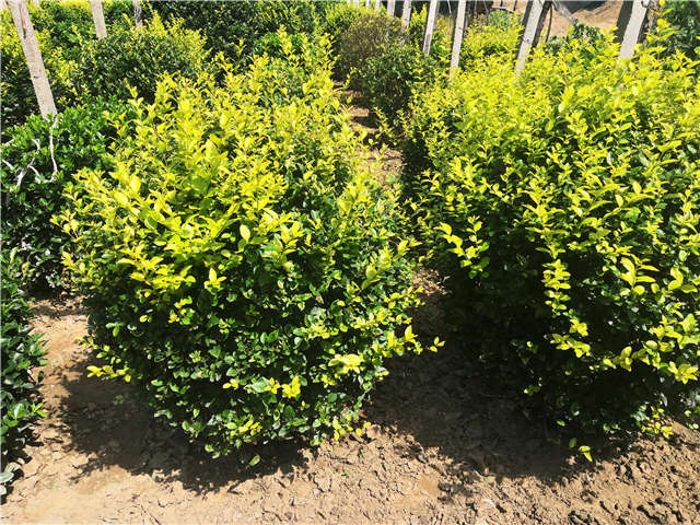 沭陽長景園林金葉女貞球種植基地實拍圖片 沭陽長景園林金葉女貞球種植基地實拍圖片