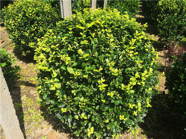 沭陽長景園林金葉女貞球種植基地實拍圖片 沭陽長景園林金葉女貞球種植基地實拍圖片