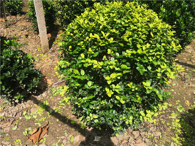 沭陽長景園林金葉女貞球種植基地實拍圖片 沭陽長景園林金葉女貞球種植基地實拍圖片