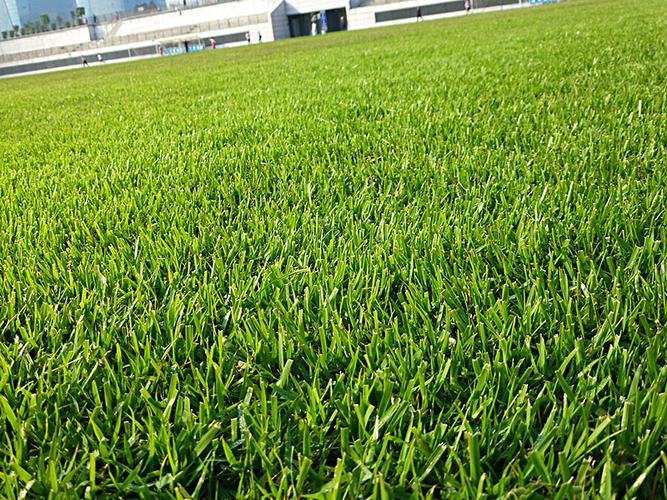 足球場天然草坪